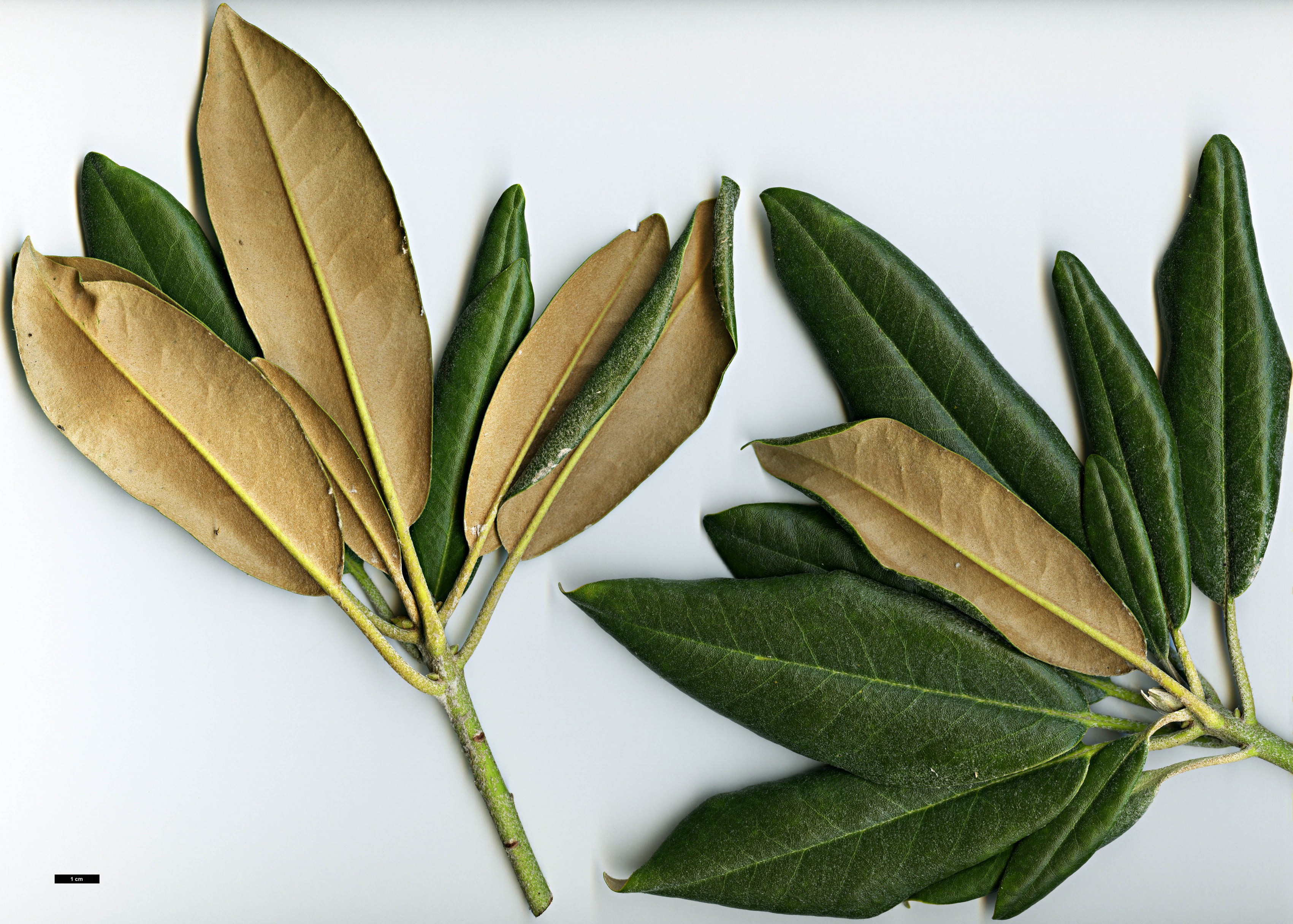 High resolution image: Family: Ericaceae - Genus: Rhododendron - Taxon: degronianum - SpeciesSub: subsp. heptamerum var. kyomaruense